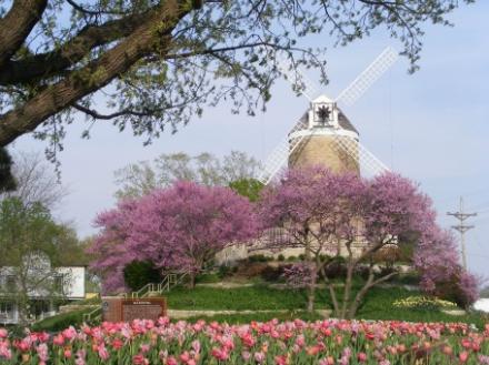 Tulips reign in spring in Wamego!