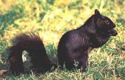 Black Squirrel City